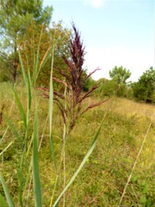 Phragmites australis (Cav.) Trin. ex Steud., 1840