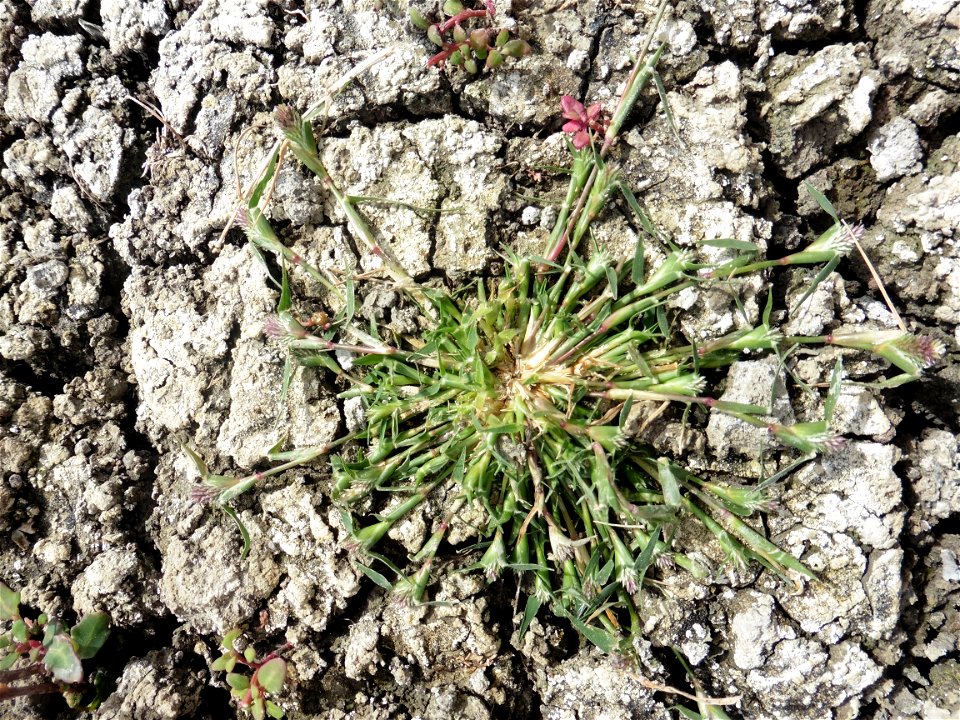 Crypsis schoenoides (L.) Lam., 1791