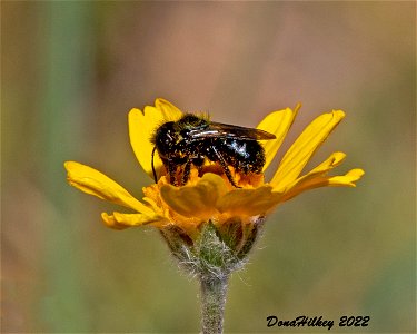 Osmia sp on Stemless Four-nerved Daisy