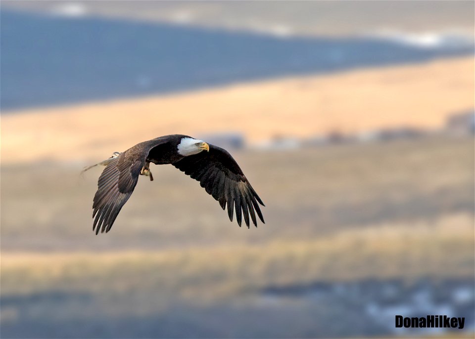 Bald Eagle pair at nest
