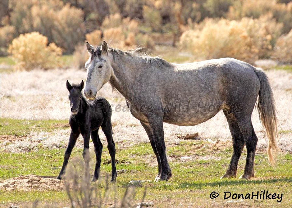 Piceance Wild Horses