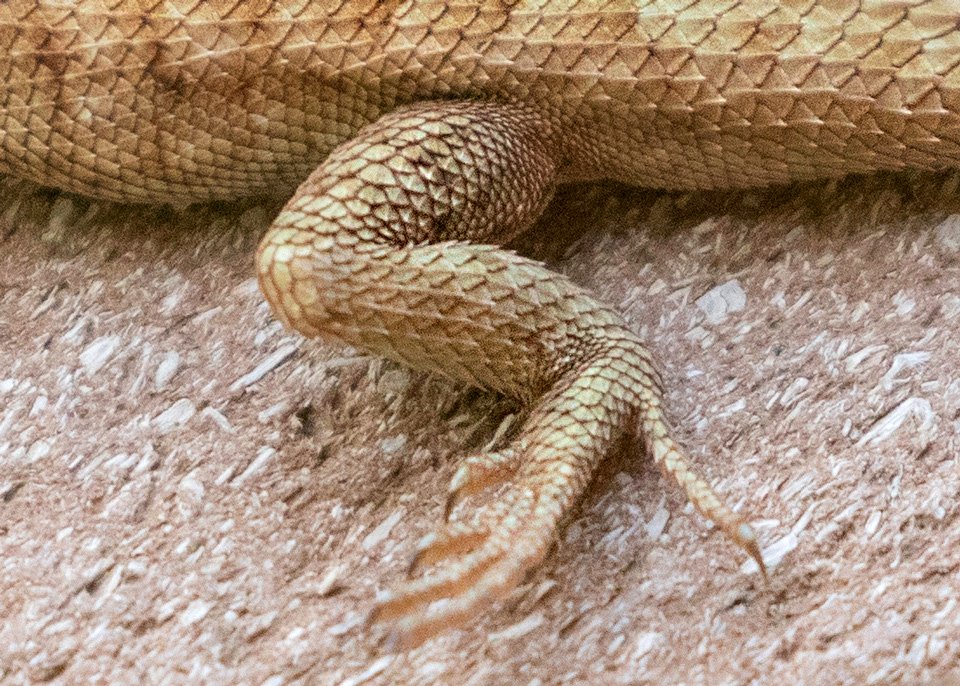 Sagebrush Lizard