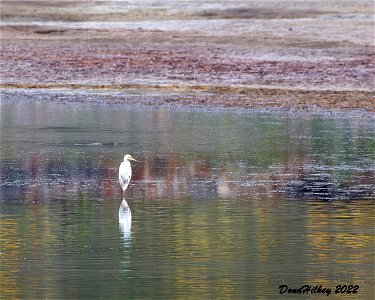 Great Egret