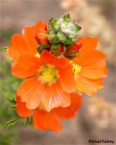 Cowboy's Delight (Sphaeralcea coccinea)