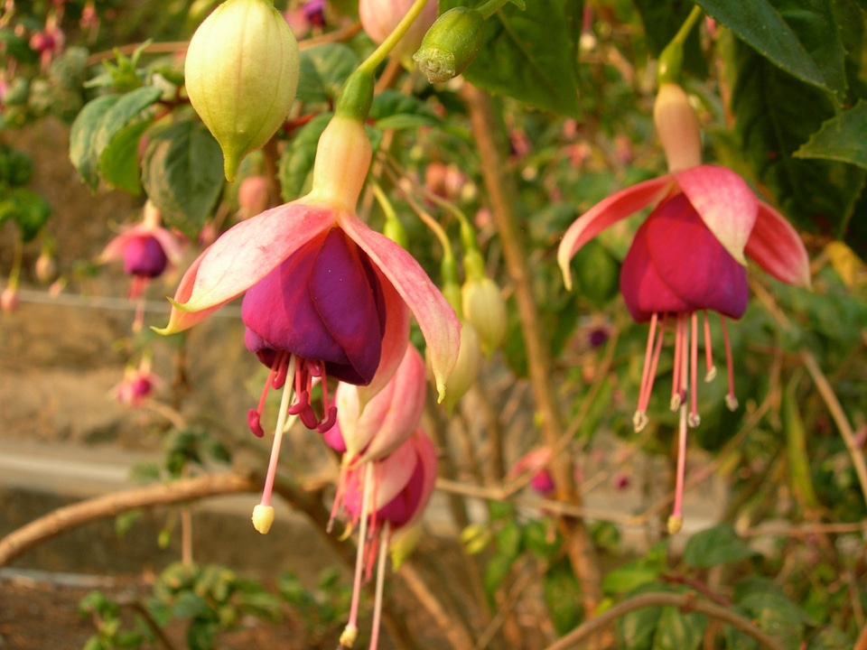 Fuchsia - Fuchsia Rose of Castile