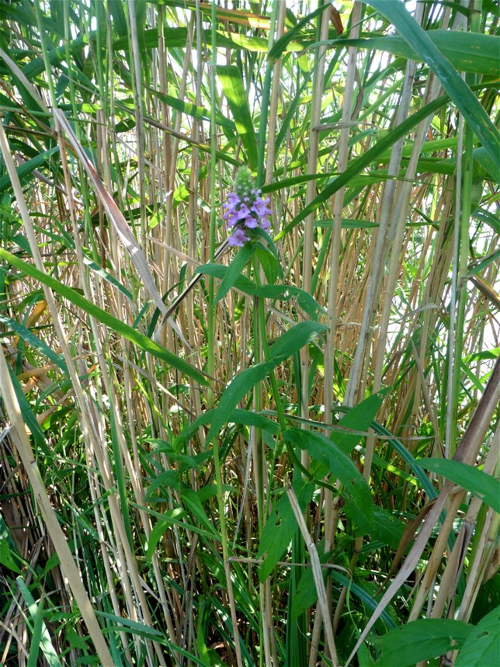 Stachys palustris L., 1753