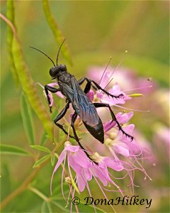 one of Thread-waisted Wasps, Tribe Prionchini photo