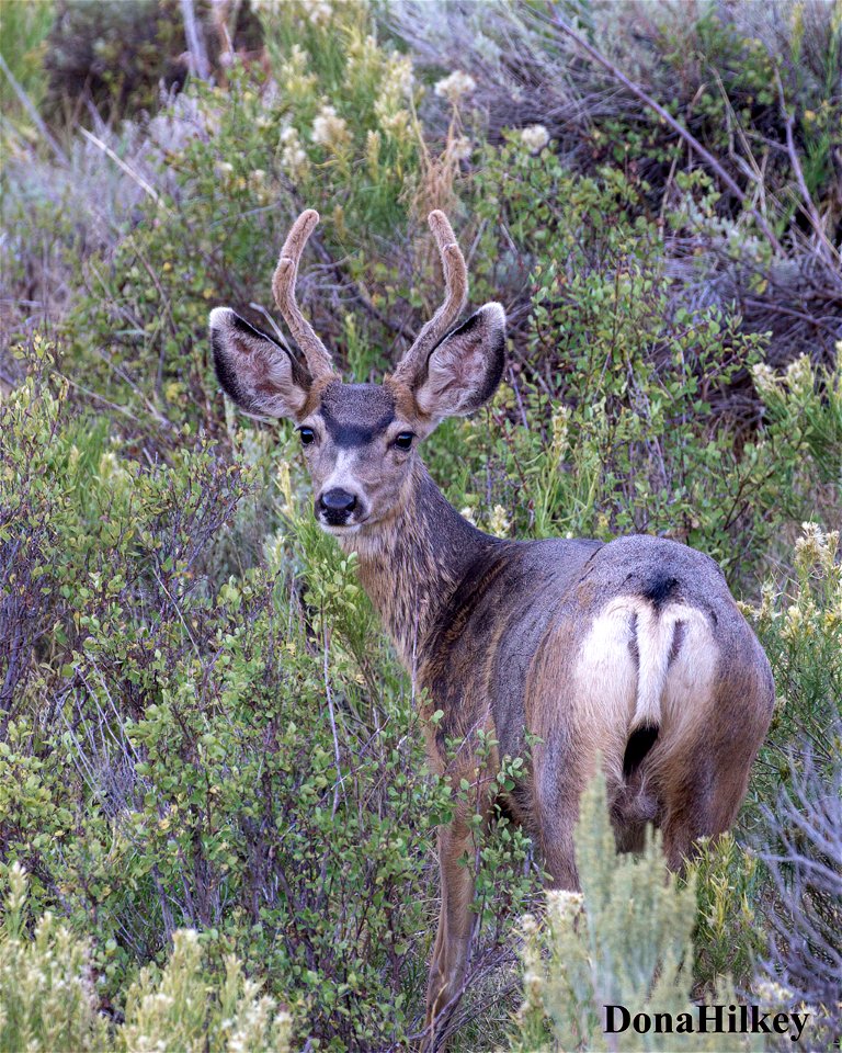 Mule Deer buck in velvet