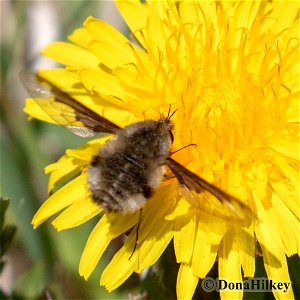 Bee fly, Bombylius major 5may2020