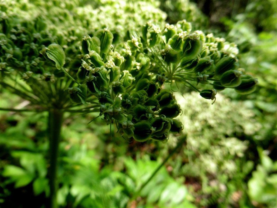 Molopospermum peloponnesiacum (L.) W.D.J.Koch, 1824