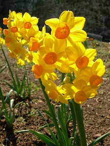 Daffodil - Narcissus Grand Soliel d'or photo