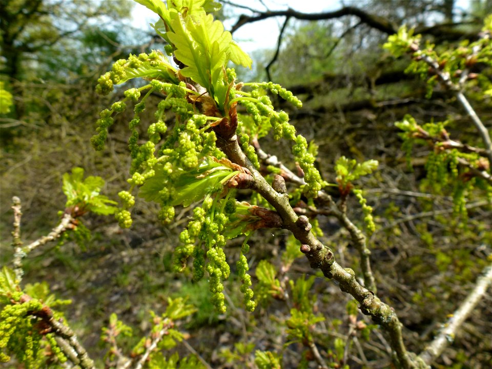 Quercus robur L., 1753