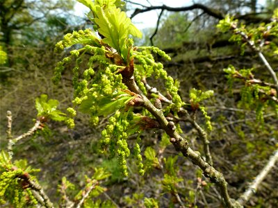 Quercus robur L., 1753
