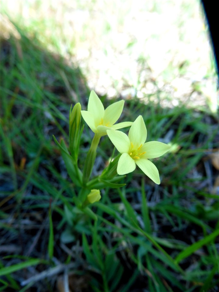 Centaurium maritimum (L.) Fritsch, 1907