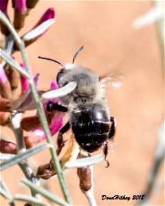 Digger Bee