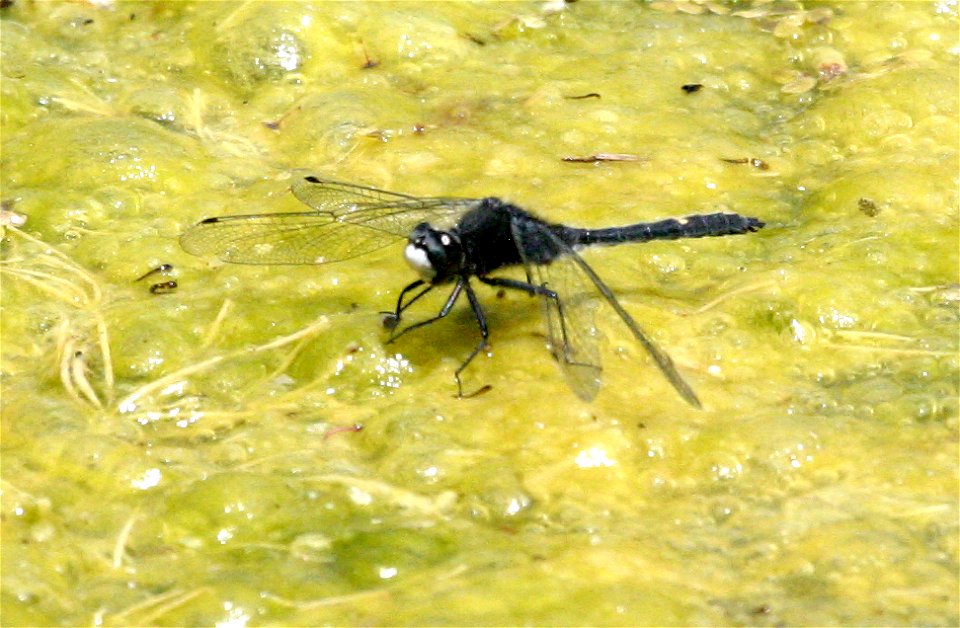 Dot-tailed Whiteface