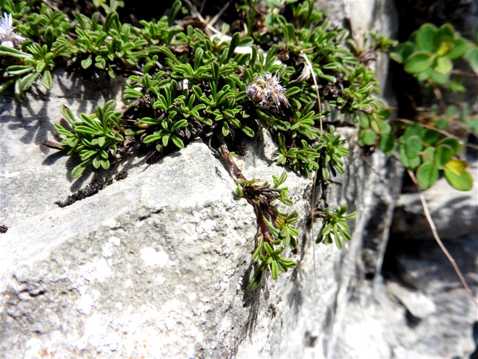 Globularia repens Lam., 1779