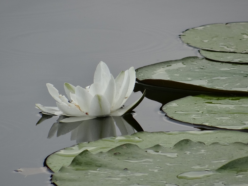 Pond pond plant nature
