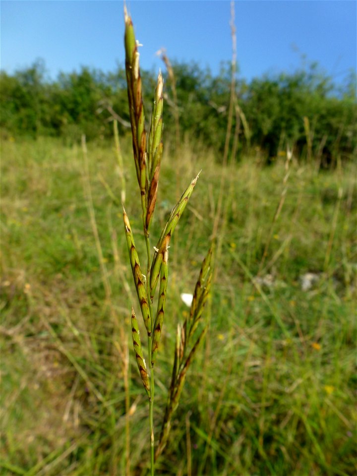 Brachypodium rupestre (Host) Roem. & Schult., 1817