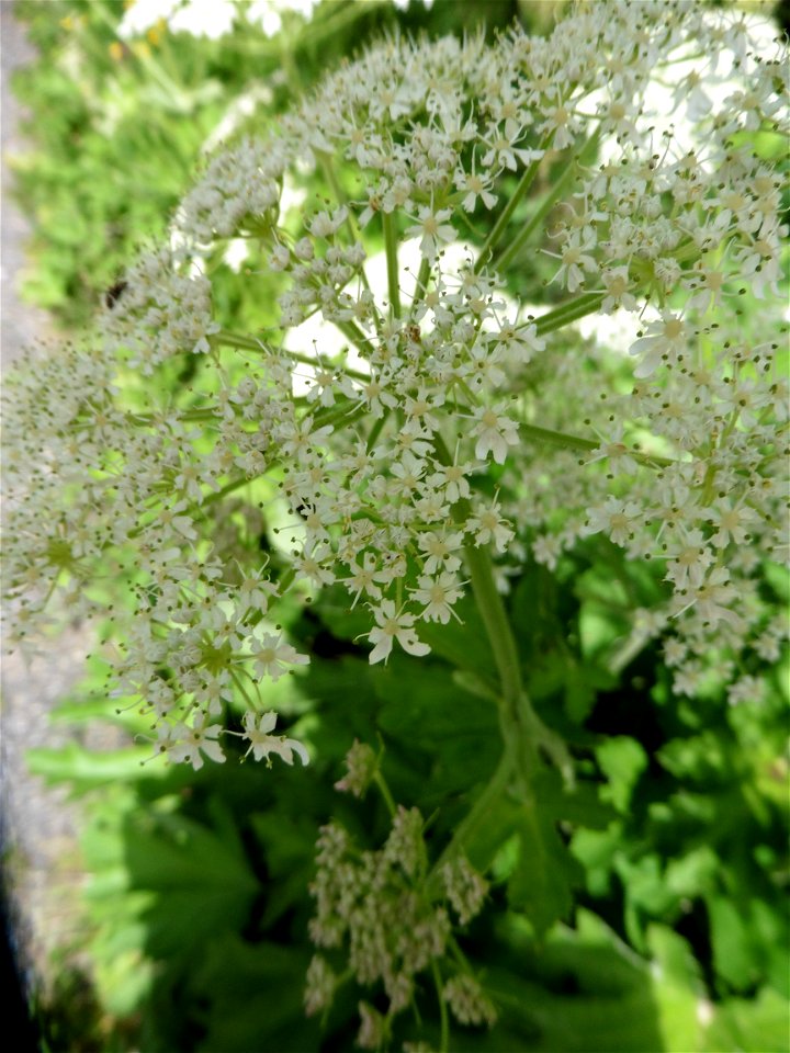 Heracleum pyrenaicum Lam., 1785