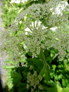 Heracleum pyrenaicum Lam., 1785
