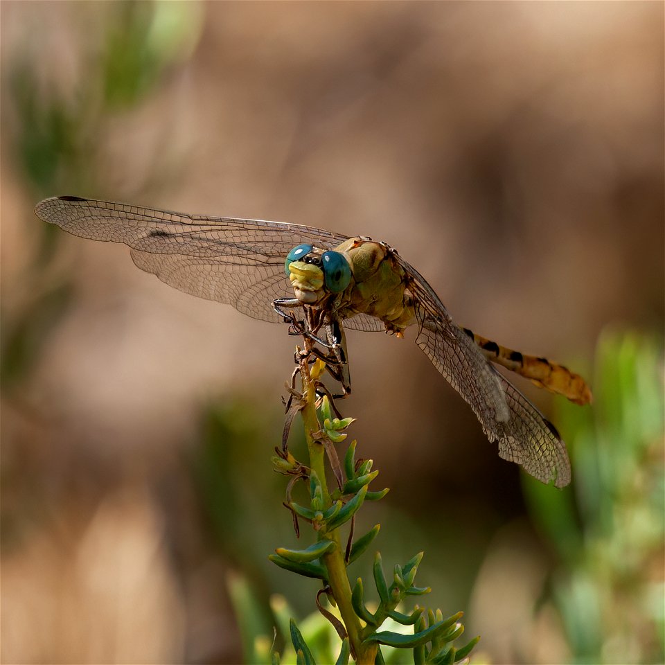 Pale Snaketail