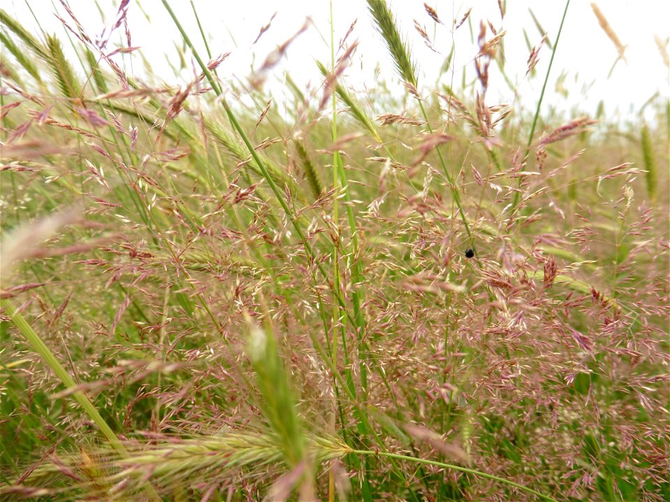 Agrostis capillaris L., 1753
