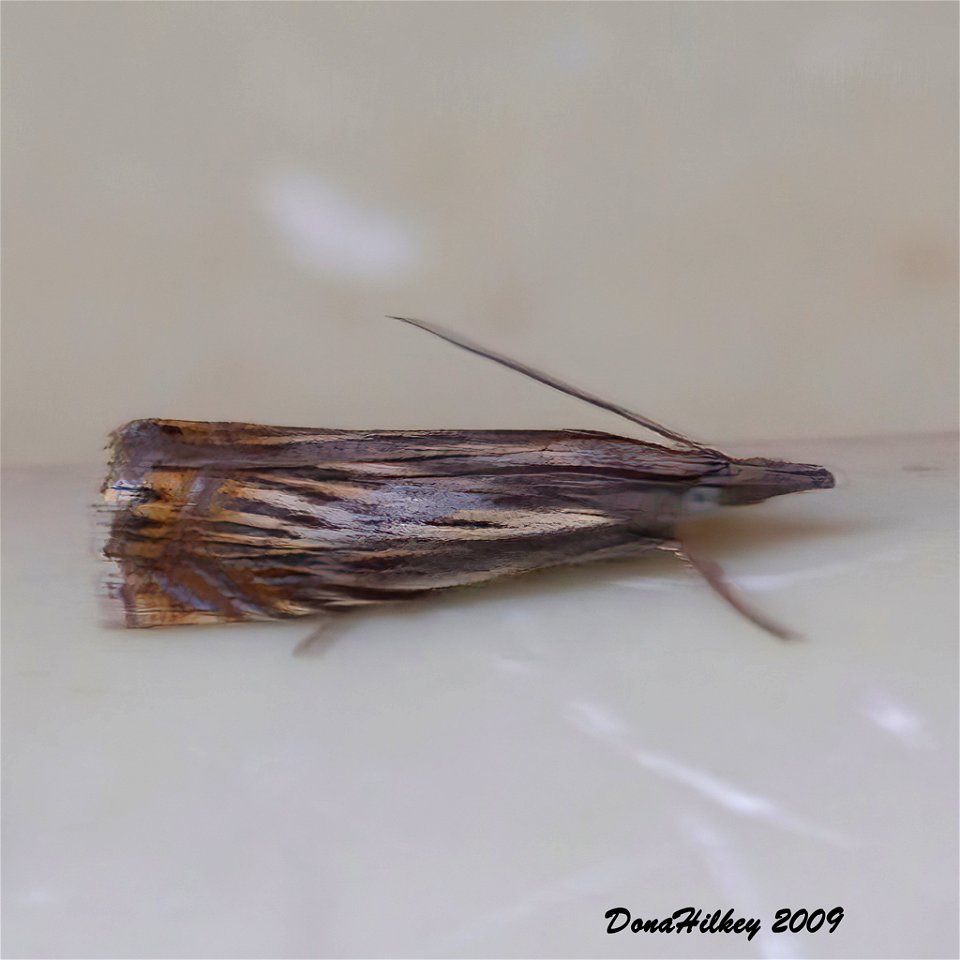 Topiary Grass Veneer Chrysoteuchia topiarius