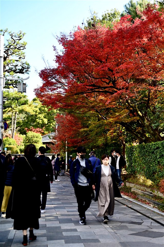 京都宇治平等院鳳凰堂 / Byodoin Hoohdo temple in Kyoto photo