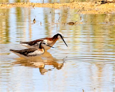 Wilson's Phalarope