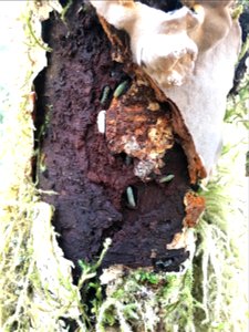 Alder-defoliators-green-alder-sawfly-Amalga-meadows-red-alder-Tongass