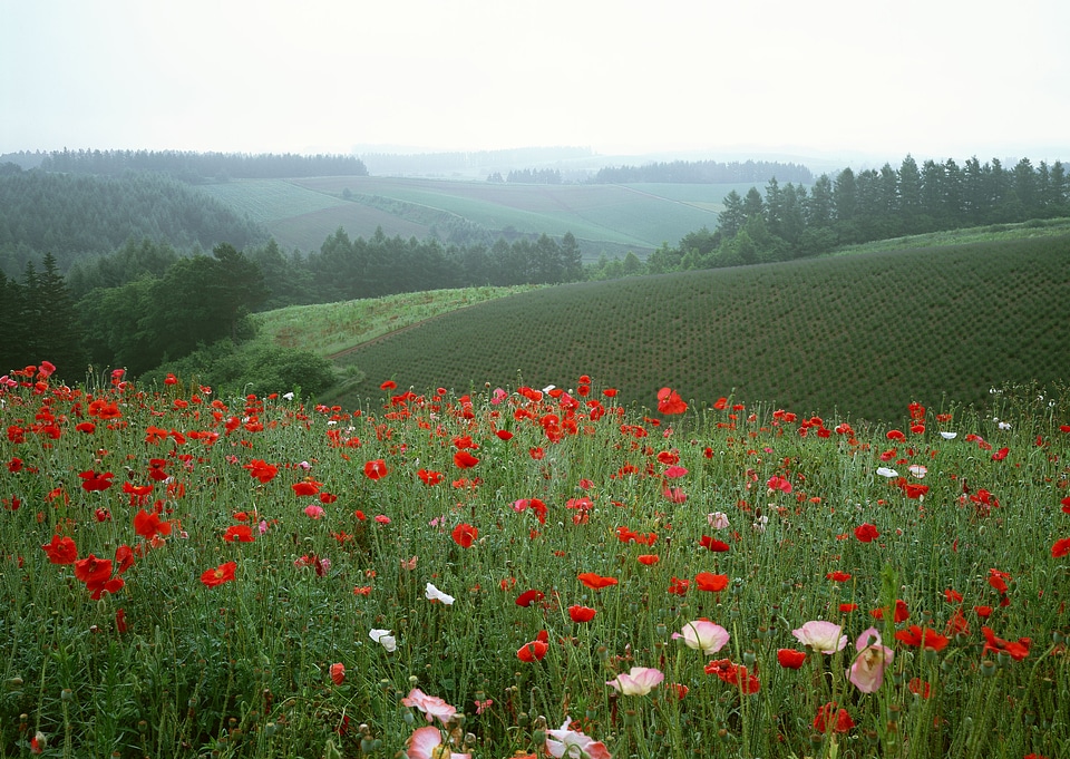 Field of bright red corn poppy flowers in summer