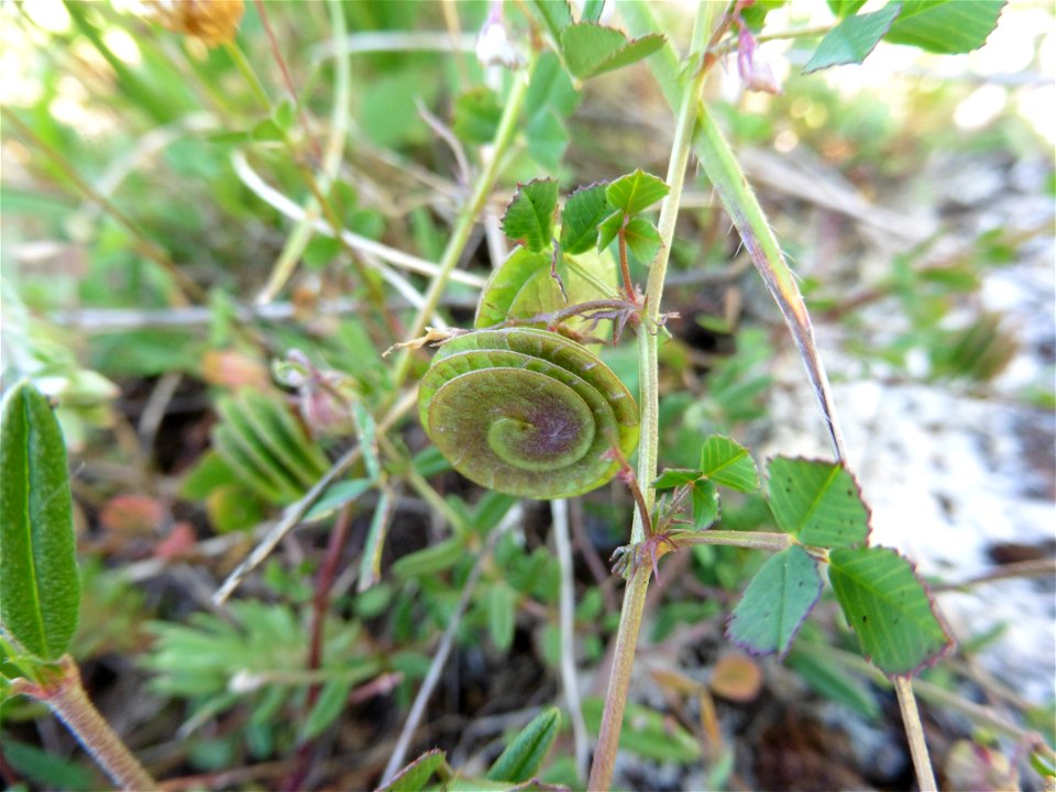 Medicago orbicularis (L.) Bartal., 1776