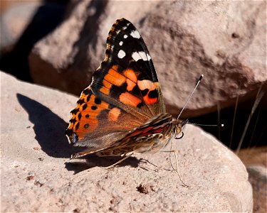 Painted Lady