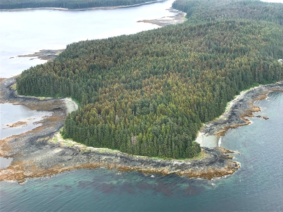 Western-blackheaded-budworm-damage-ADS-2021-Tongass-2