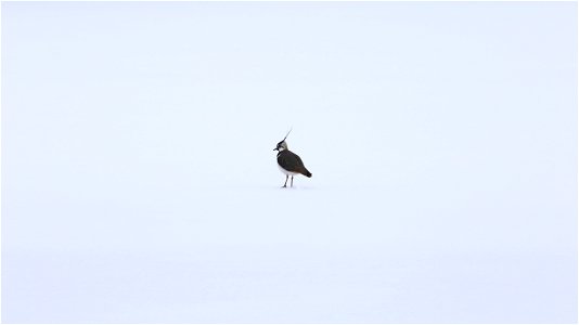 Lapwing photo