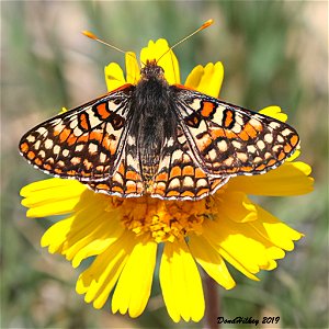 Edith's Checkerspot