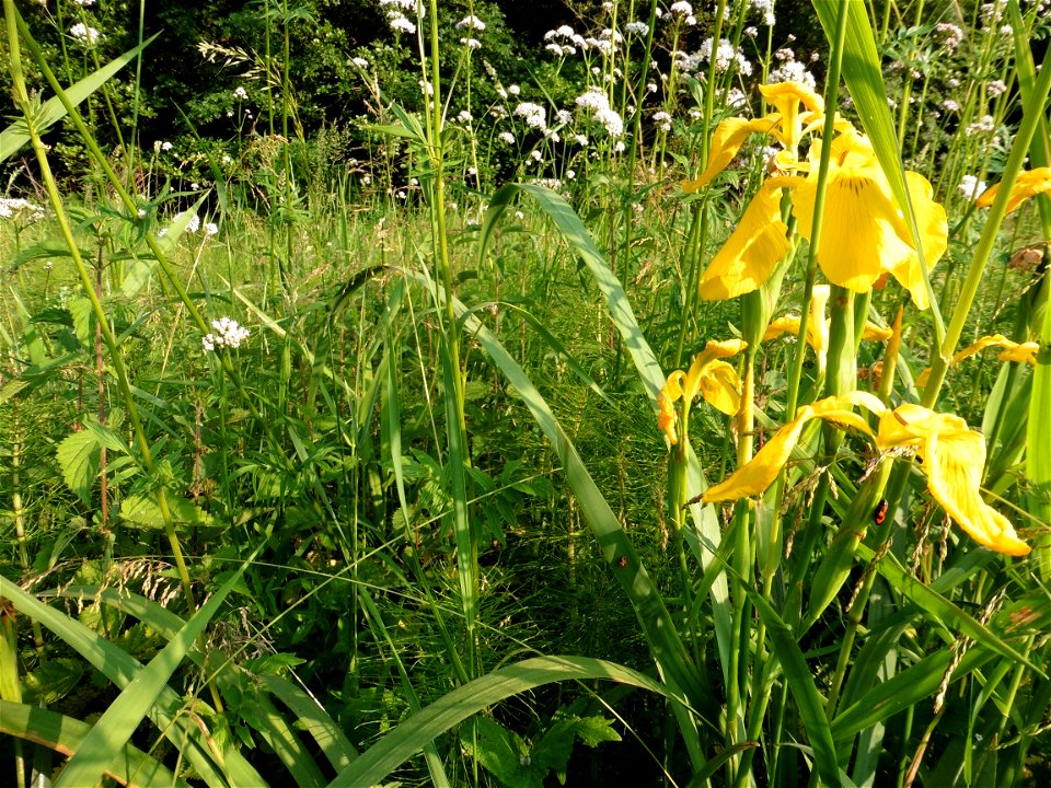 Iris pseudacorus L., 1753
