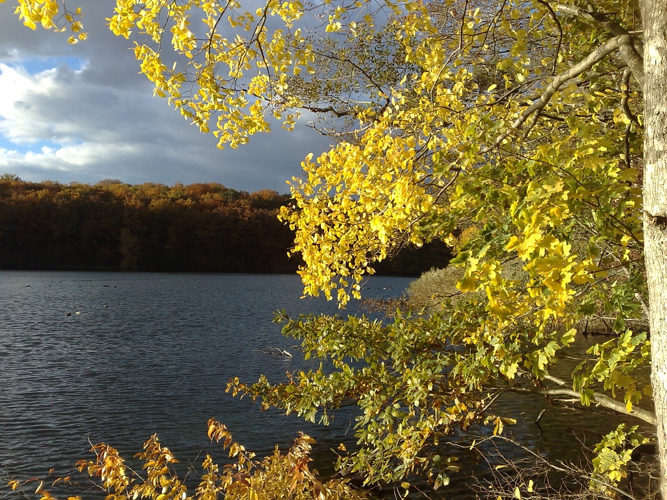 Autumn yellow sheet tree