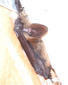 Long-eared Myotis
