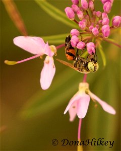 Square-headed Wasp photo