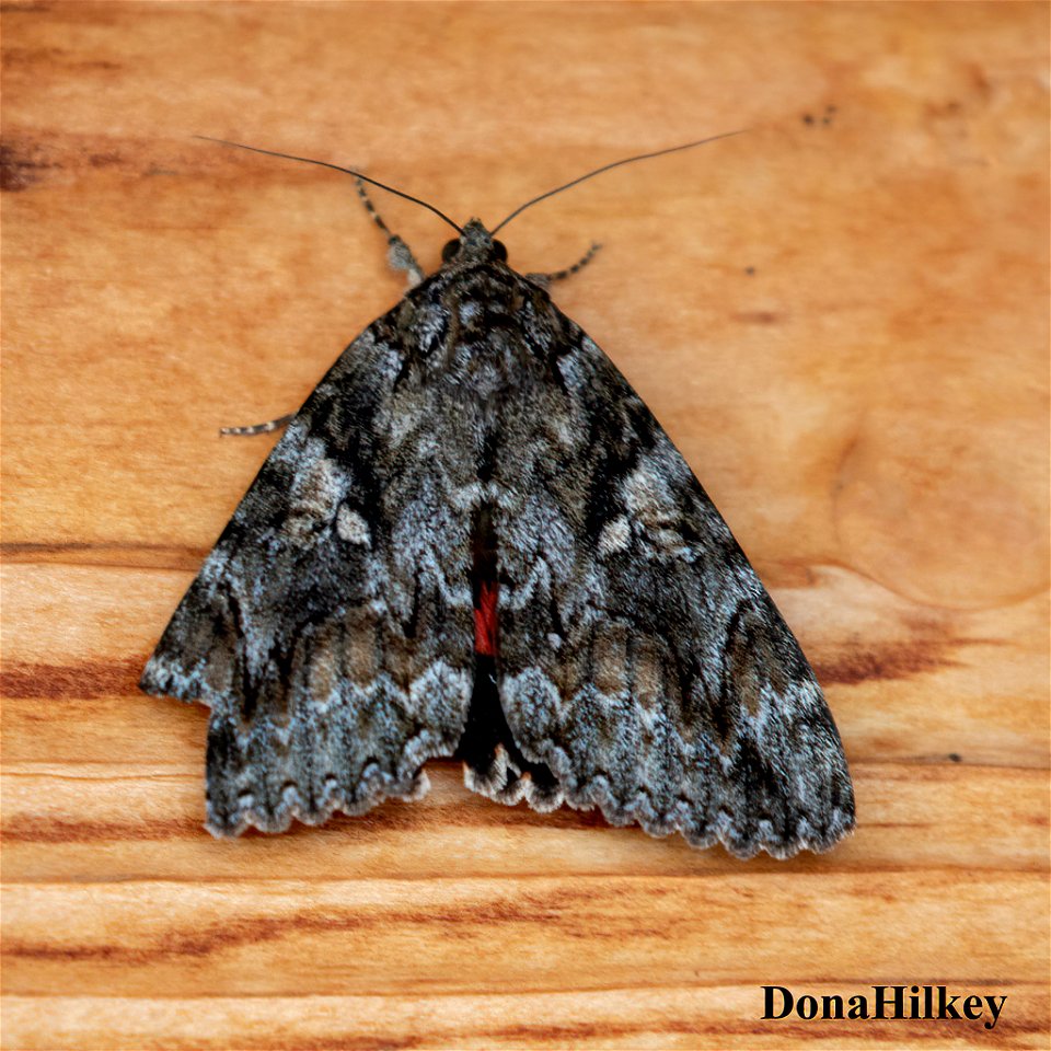 Aholibah Underwing 1aug2020-home-1-SAI-sharpen