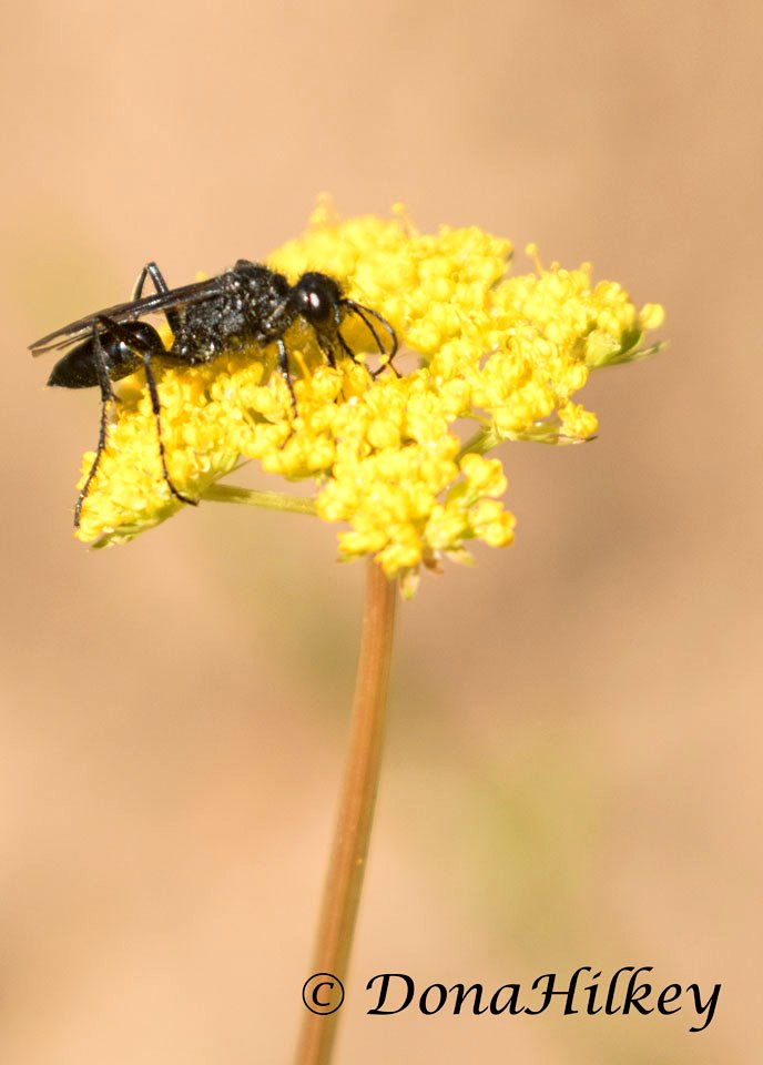 Wasp possibly Podolone species
