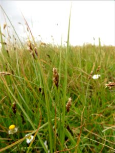 Carex divisa Huds., 1762