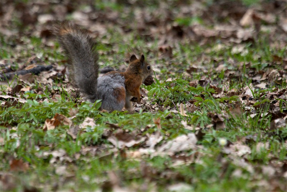 Squirrel