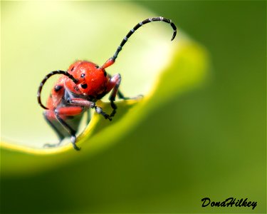 Red-femured Milkweed Beetle