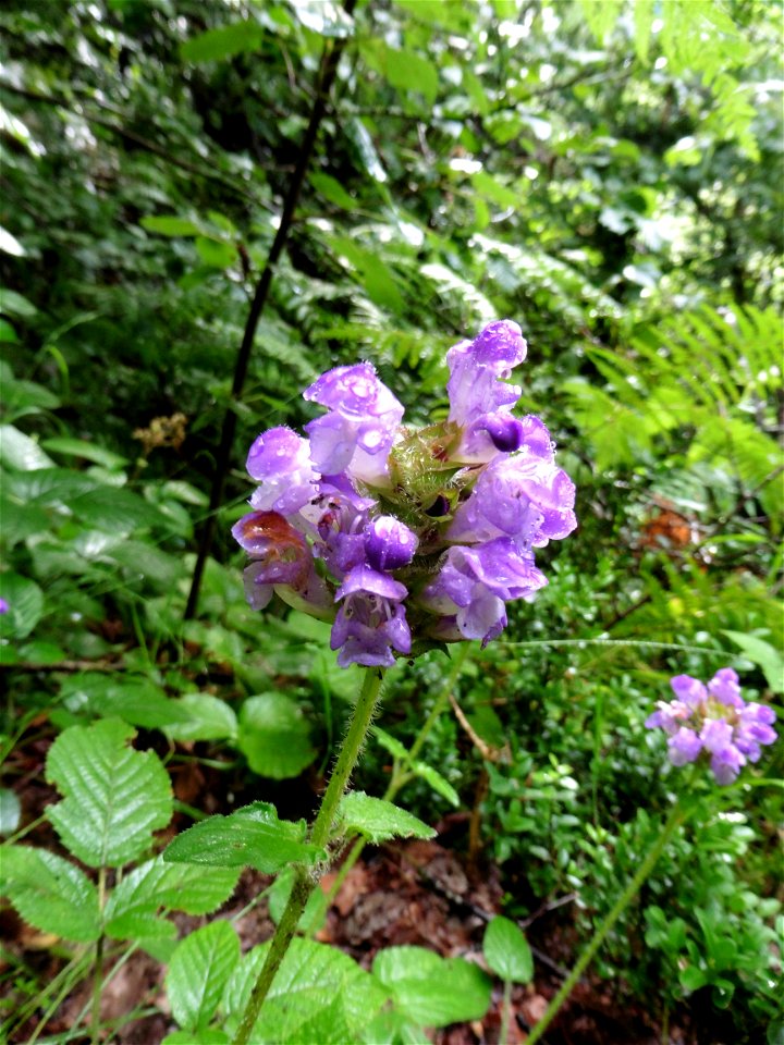 Prunella grandiflora (L.) Scholler, 1775