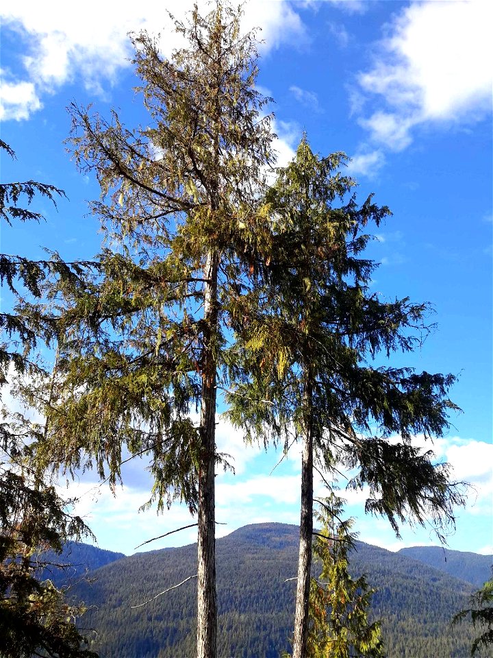 Young-growth-yellow-cedar-decline-Tongass-1