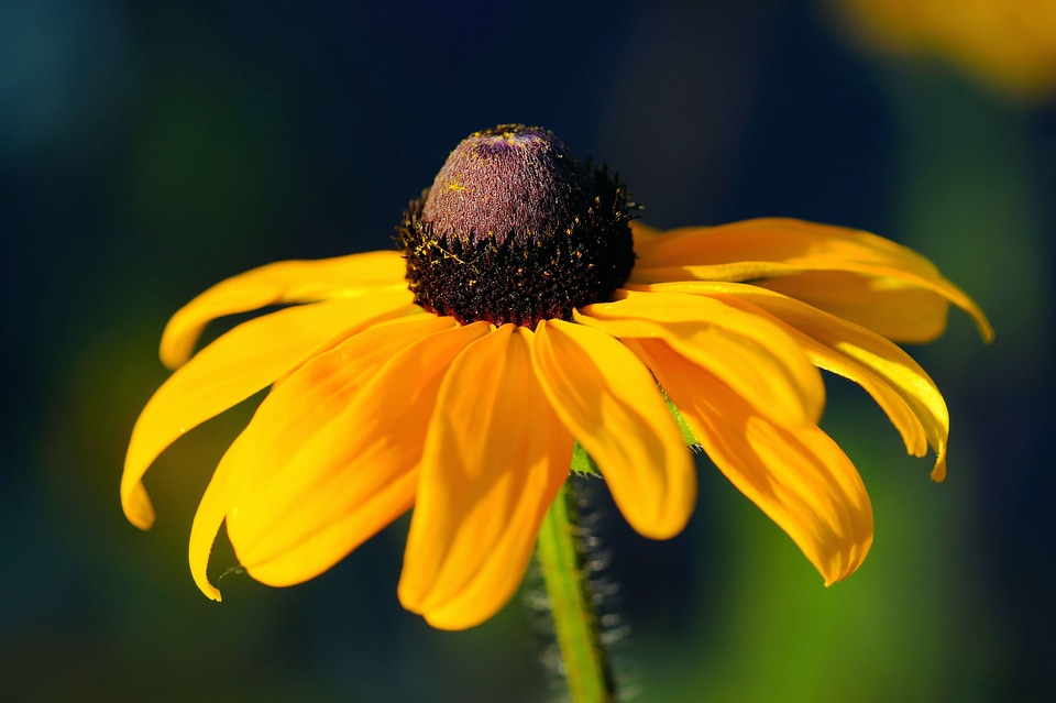 Bloom yellow bloom