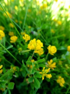 Trifolium patens Schreb., 1804